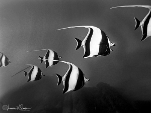 School of Moorish Idols/Photographed at Cabo San Lucas an... by Laurie Slawson 